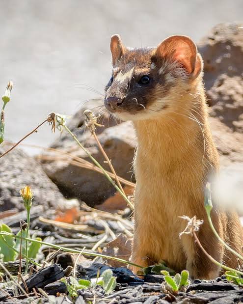 Fun facts about long-tailed weasels