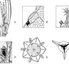 Image result for Tragia grandistipularis