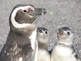 Tapps top apps and games. How Natural Selection Acted On One Penguin Species Over The Past Quarter Century Uw News