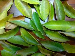 Poachers had scraped off the bark to allow the tree to be come infected by the ascomycetous mold. Why Is The Mysterious Disappearance After The Leaves Of This Tree Inews