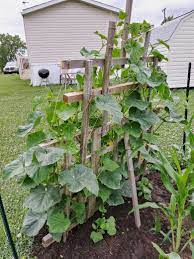 Generally speaking, there are two kinds of cucumber plants: Making A Cucumber Fence Growing Cucumbers On A Fence