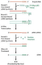 Cdna is also known as the complementary dna, produced after the reverse transcription of rna by the enzyme reverse transcriptase. Messagebooster Cdna Synthesis Kit For Qpcr Synthesize First Strand Cdna For Qpcr Applications