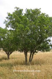 Image result for Ficus sycomorus
