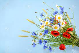 Le coquelicot est une plante herbacée annuelle, rarement bisannuelle, à tiges dressées, généralement non ramifiées, hérissée de poils, pouvant atteindre 60 cm si l'on ne peut pas se passer de les cueillir pour en faire un bouquet, on empêche les fleurs de se faner dans la journée en prolongeant leur. Bouquet De Belles Fleurs Bleuet Ble Camomille Et Coquelicots Avec Fond Banque D Images Et Photos Libres De Droits Image 69450577