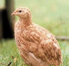 Coturnix Quail Colours Of Breeds Coturnix Quail Colours