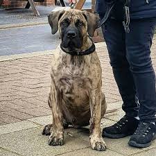 I have 8 puppies for sale/adoption will come with first shots 4 males 4 females available the mom is a belgian malinois and dad a presa canario they. Pedigree Male Presa Canario Puppy Sumra