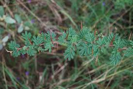 Image result for Acacia gerrardii