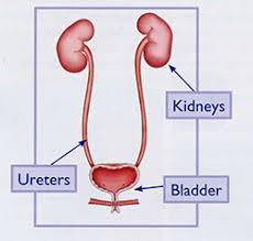 Antenatal Hydronephrosis St Louis Childrens Hospital