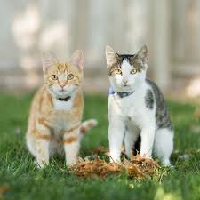 We did not find results for: How To Treat Ringworm In Cats
