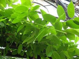 Image result for Combretum mkuzense