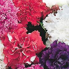 The 5 types include original wave, easy wave, double wave, tidal wave, and shock wave. Petunia Seeds Bonanza Double Mix Hybrid Mckenzie Seeds