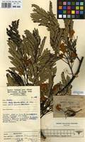 Image result for Albizia zimmermannii