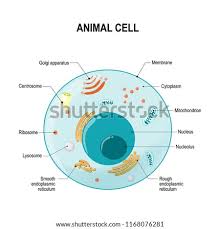 Mitosis is the procedure for mobile division related to 6 animal cell labeled. The Animal Cell Diagram Vector Illustration On Royalty Free Stock Vector 388665625 Avopix Com