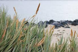 Image result for Sporobolus rigidifolius