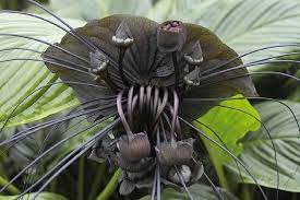 Top 11 Most Amazing Rare Flowers Bat Flower Rare Flowers Bat Plant