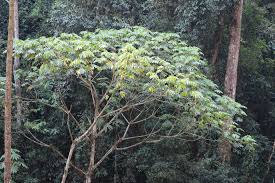 Image result for Musanga leo-errerae