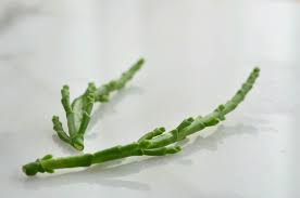 Image result for Salicornia perrieri