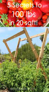 Maybe you would like to learn more about one of these? 5 Secrets To Grow Tomatoes 100 Lbs In 20 Square Feet A Piece Of Rainbow