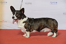 It makes a great companion as a house pet due to its devotion to its owner. Welsh Corgi Wikipedia