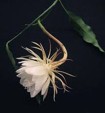 Epiphyllum Oxypetalum Queen Of The Night White Flower 1 Gal Pot Night Blooming Flowers Night Flowers White Flowers