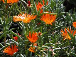 Image result for Lampranthus