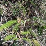 Image result for Acacia brevispica