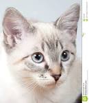 Lavender Point Siamese - Pets