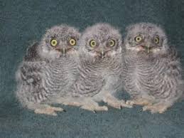 The eastern screech owl grows only to about 9 inches, and its call is a trilled sound. Western Screech Owl Facts Habitat Diet Life Cycle Baby Pictures