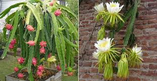 Dragon fruit plant dragon fruit pitaya cacti and succulents cactus plants garden plants old dragon green dragon beautiful flowers pictures flower pictures. Hylocereus Undatus Dragon Fruit World Of Succulents