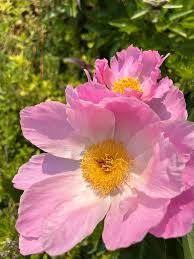 Peony Pink 🌷🌷 2nd bloom