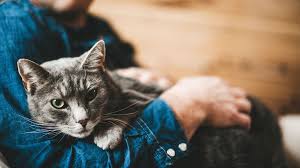Contact your vet if your cat is purring at odd or inappropriate times. 10 Nice Things You Can Do For Your Cat Mental Floss