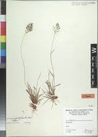 Image result for Eragrostis patentipilosa