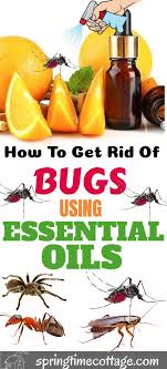 How To Use Essential Oils To Get Rid Of Bugs In Your Home Essential Oils Get Rid Of Flies Pest Control