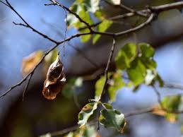 Image result for Pterocarpus lucens