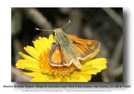 Image result for Gyrodoma hispida