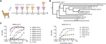 Igg elisa kit allows for the in vitro quantitative determination of igg concentrations in plasma, tissue homogenates and other biological fluids. Structural Basis For Potent Neutralization Of Betacoronaviruses By Single Domain Camelid Antibodies Sciencedirect