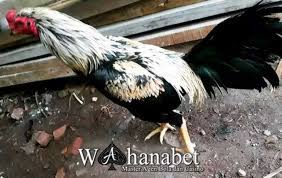 Warna ayam pamangon wido yang bagus : Warna Ayam Pamangon Wido Yang Bagus Nickm Reading Blog Warna Ayam Pamangon Wido Yang Bagus Ciri Ciri Warna Bulu Ayam Bangkok Yang Paling Populer Demikianlah Ulasan Lengkap Tentang Jenis Ayam Bangkok