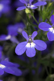 Image result for Lobelia minutula