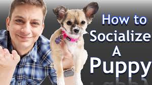 Maybe you would like to learn more about one of these? Puppy Socialization Checklist Pdf Time Frame And Tips For Socializing A New Puppy Pupford