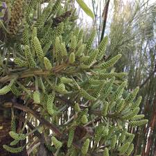 Image result for Cussonia paniculata