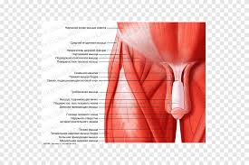 The gastrocnemius muscle is a complex muscle that is fundamental for walking and posture. Pelvis Muscles Of The Hip Anatomy Muscles Of The Hip Iliopsoas Text Anatomy Png Pngegg