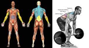 Learn how to do it properly with video and tips. Bent Over Barbell Rows The Classic Mass Builder Fitness And Power