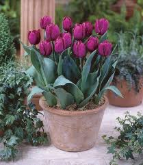 Tips and inspiration to get growing. Tulip Bulbs Purple Prince Suitable For Border And Pot Tulip Store