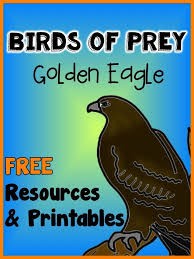 Birds That Start With The Letter B Birds Of Prey Golden Eagle Birds Of Prey Teaching Elementary School Teaching Elementary