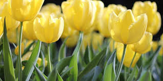 Mereka yang berhasil menangkap peluang. Mengenal Makna Bunga Tulip Berdasarkan Warnanya Halaman All Kompas Com