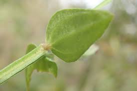 Image result for Canscora alata