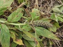 Image result for Crotalaria anthyllopsis
