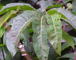 Image result for Pycnanthus