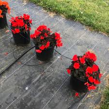 Image result for Begonia poculifera