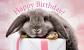 First Birthday Bunny Theme Party